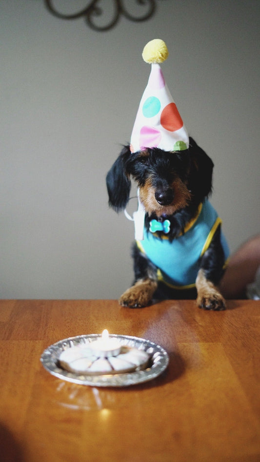 Dog Tags for Special Occasions: Celebrate Your Pet's Milestones in Style - PawFurEver