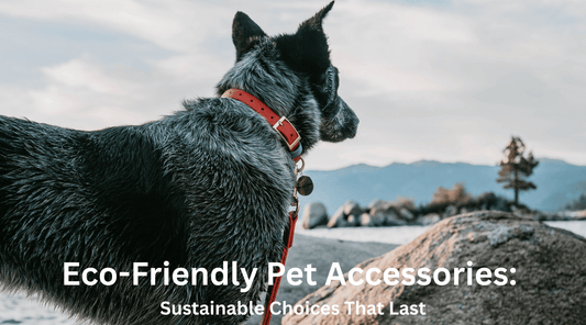 Eco-Friendly Pet Accessories: Sustainable Choices That Last - PawFurEver