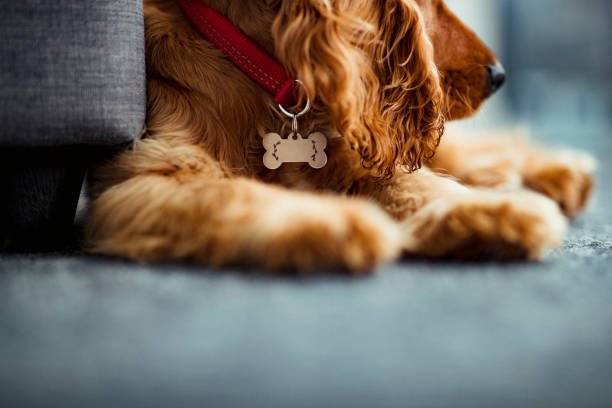Engraving Pet Tags 101: The Techniques That Make Our Tags Last - PawFurEver