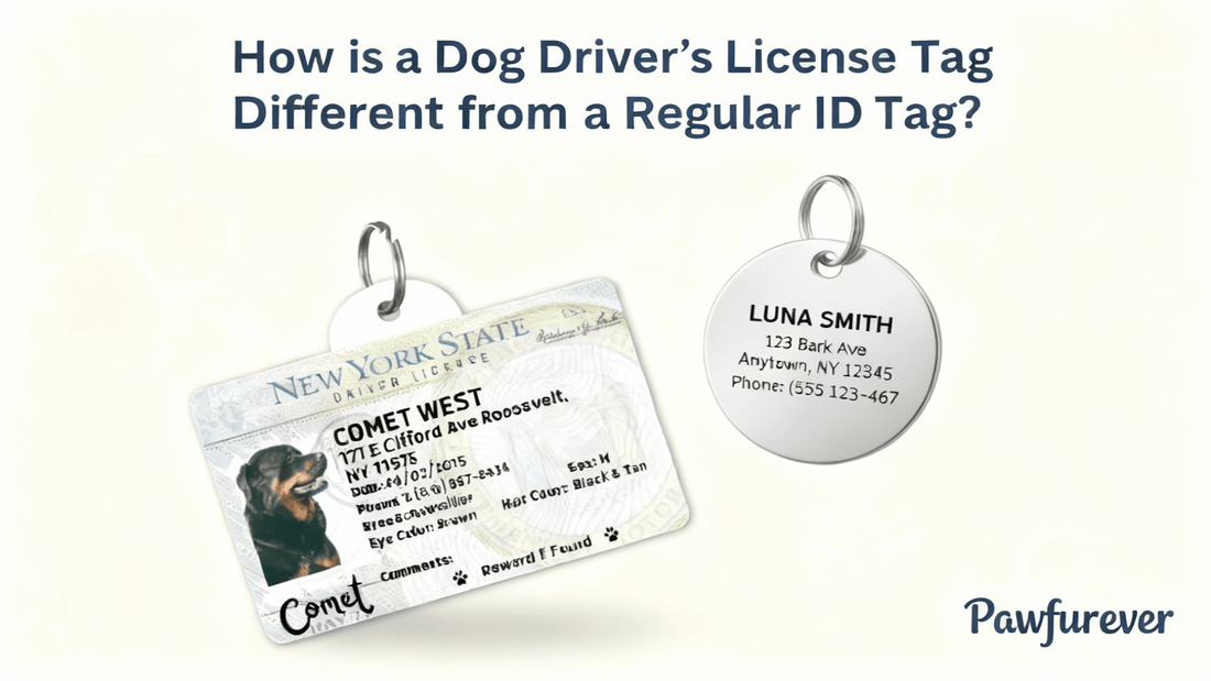 How is a Dog Driver’s License Tag Different from a Regular ID Tag? - PawFurEver