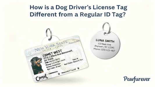 How is a Dog Driver’s License Tag Different from a Regular ID Tag? - PawFurEver