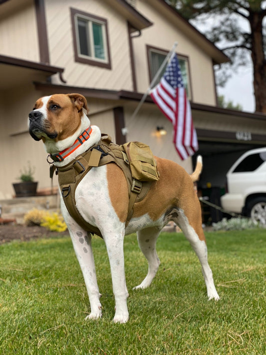 The History and Evolution of Dog Tags: From Military to Pet Identification - PawFurEver