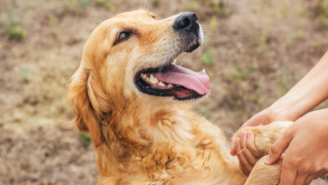 The Importance of Dog ID Tags - Health and Safety - PawFurEver