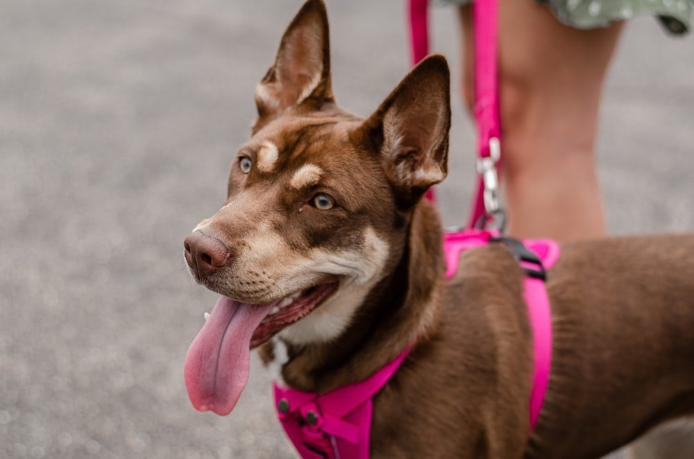 The Ultimate Guide to Biothane Dog Collars: A Practical and Stylish Choice for Your Pet - PawFurEver