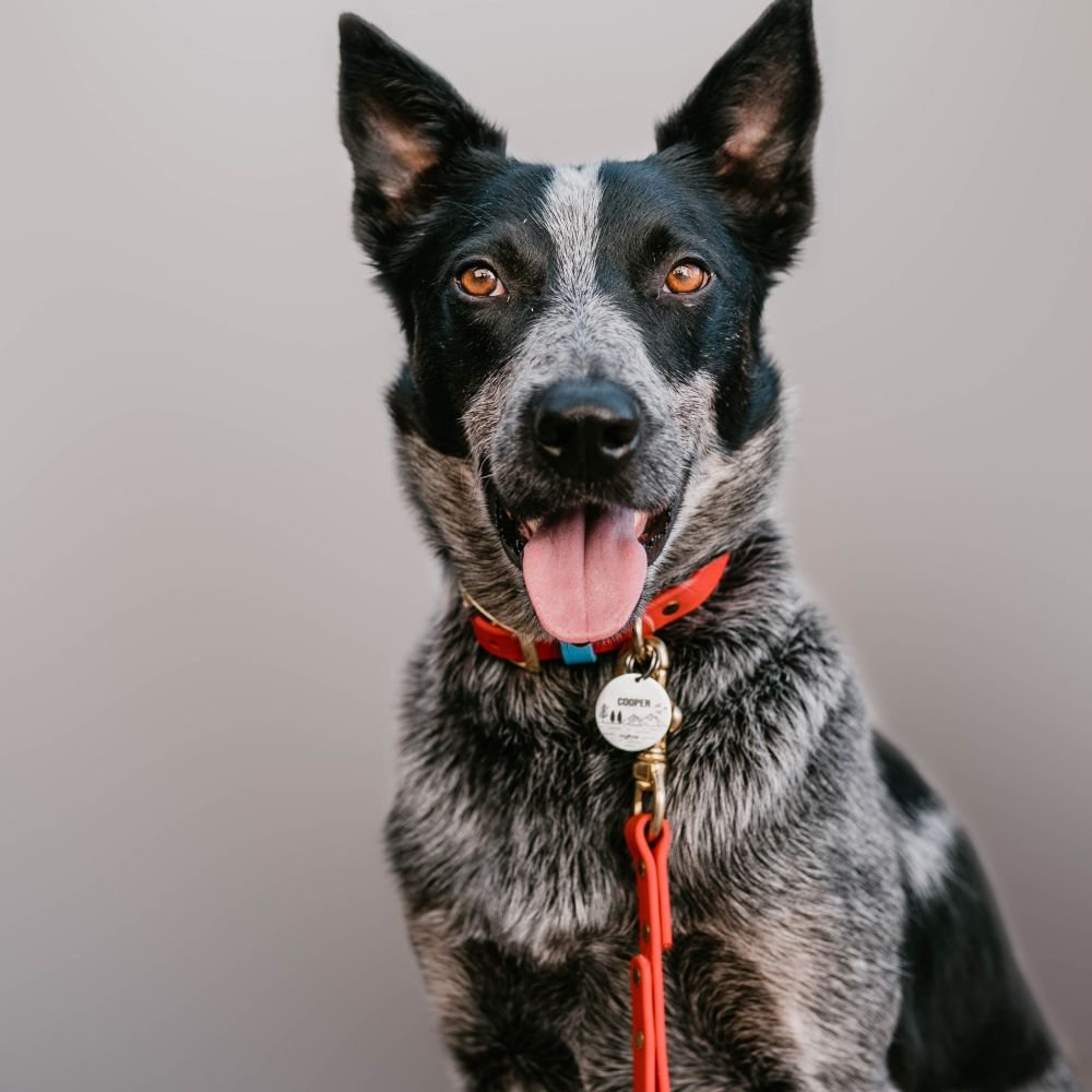 Collars - Biothane Dog Collars with Name Plate (Blue/Orange)