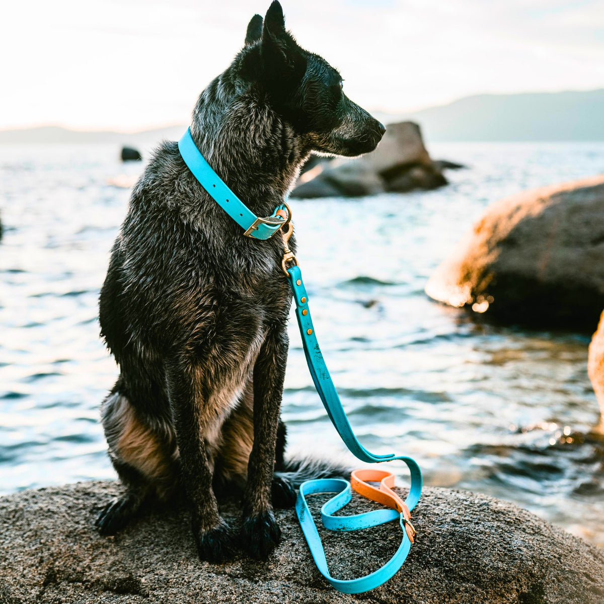 Collars - Pink Dog Collars - Waterproof, Stylish and Smell Free (Pink, Teal)