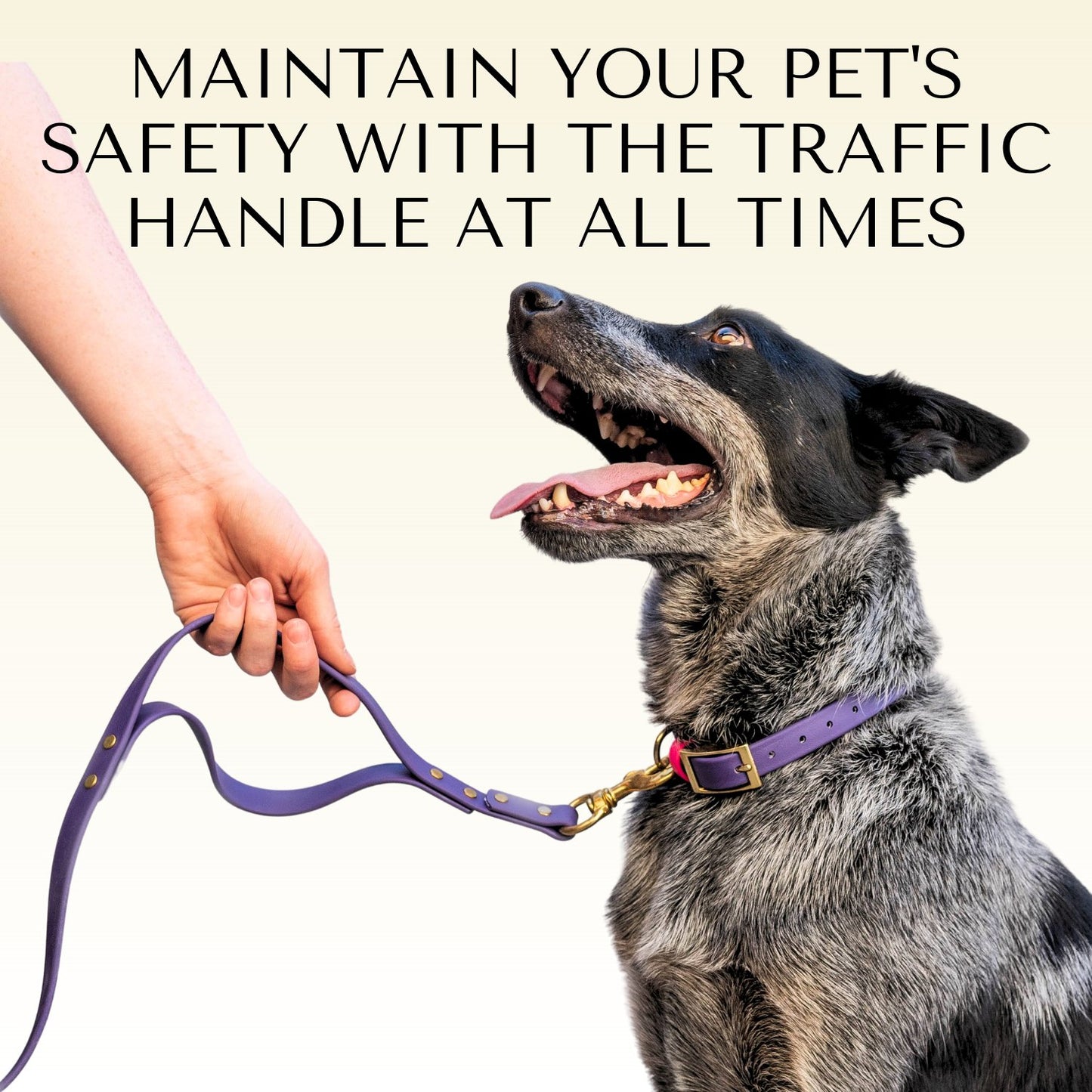 Collars - Waterproof Blue & Orange Dog Collars - Stylish and Smell Free (Blue, Orange)
