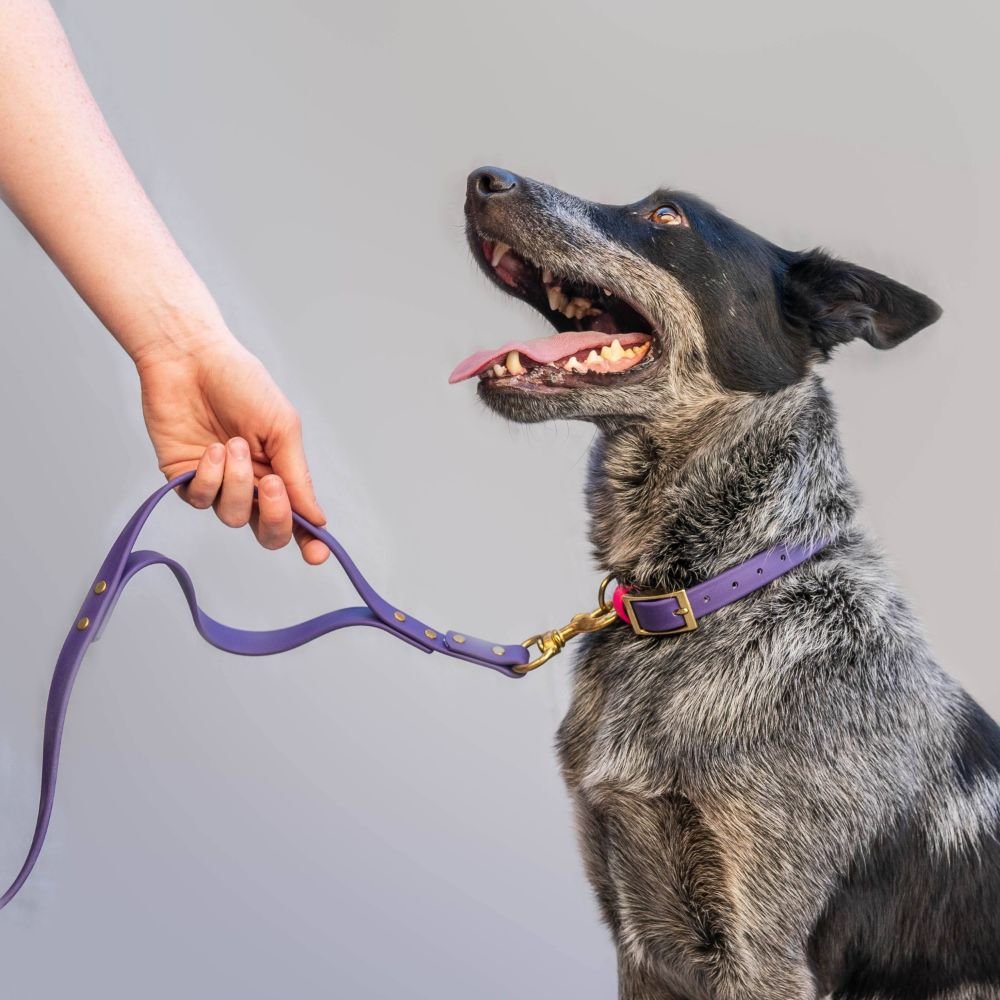 Leashes - Biothane Dog Leashes (Pink/Teal)