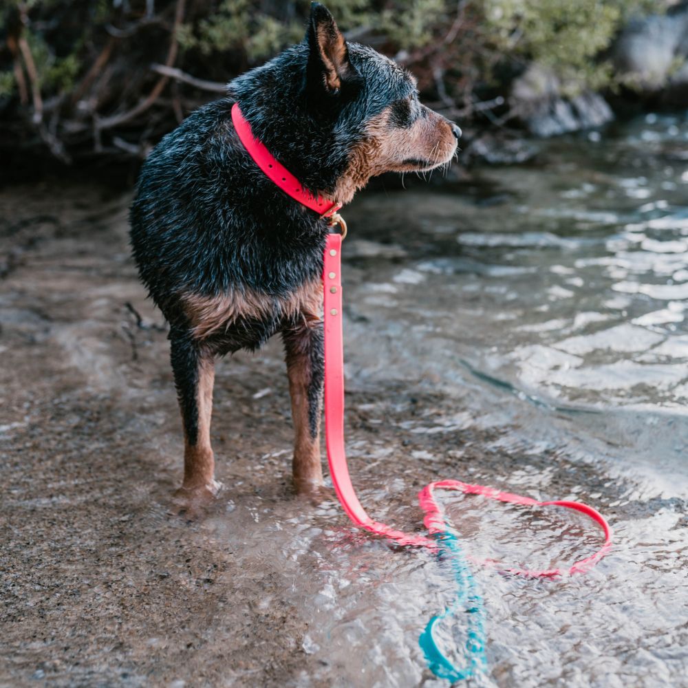 Leashes - Biothane Dog Leashes (Pink/Teal)