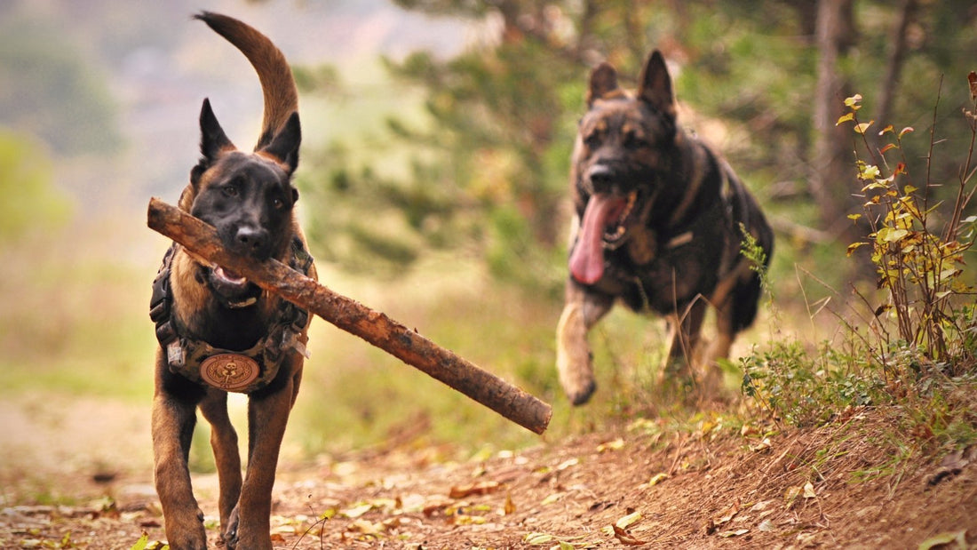 100+ German Dog Names with Origin and Meaning - PawFurEver