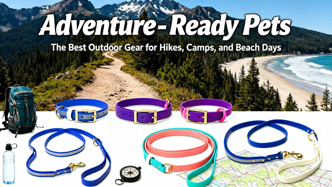 Adventure-Ready Pets: The Best Outdoor Gear for Hikes, Camps, and Beach Days - PawFurEver