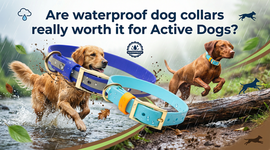 Are Waterproof Dog Collars Really Worth It for Active Dogs? - PawFurEver