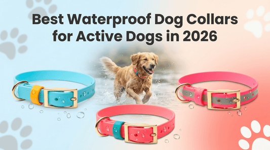 Best Waterproof Dog Collars for Active Dogs in 2026 - PawFurEver