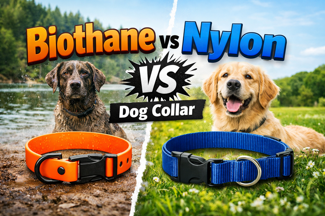 Biothane vs Nylon Dog Collar: Which Is Better? - PawFurEver
