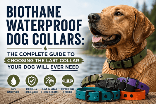 Biothane Waterproof Dog Collars: The Complete Guide to Choosing the Last Collar Your Dog Will Ever Need - PawFurEver
