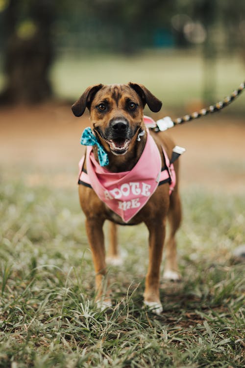 Choosing the Right Dog Collar and Leash Set: A Comprehensive Guide - PawFurEver