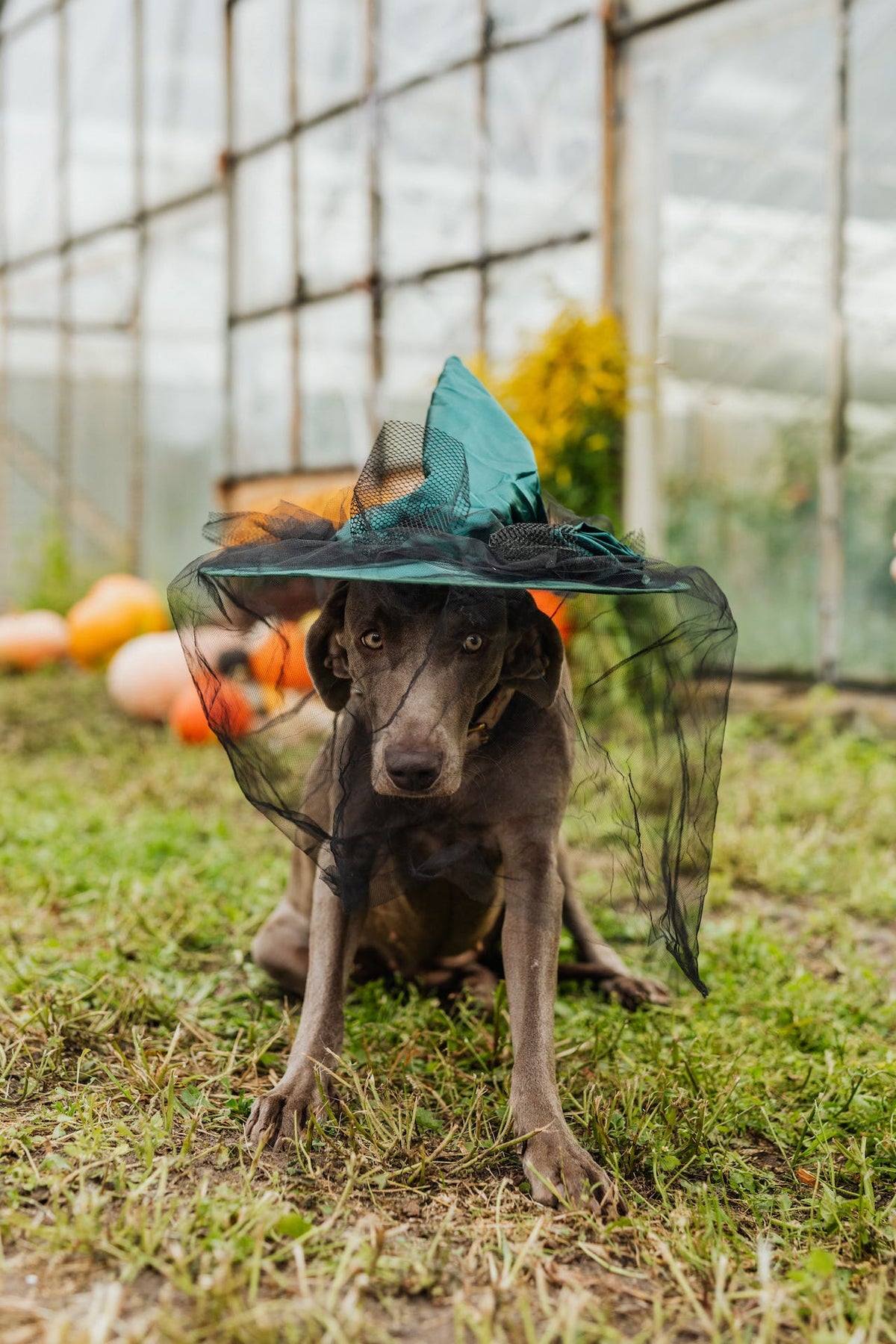 Ensuring a Safe Halloween for Your Furry Friends: The Role of Dog Tags - PawFurEver