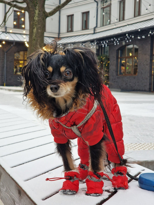 Establishing a Fashionable and Eco-Friendly Wardrobe for Your Furry Friend - PawFurEver