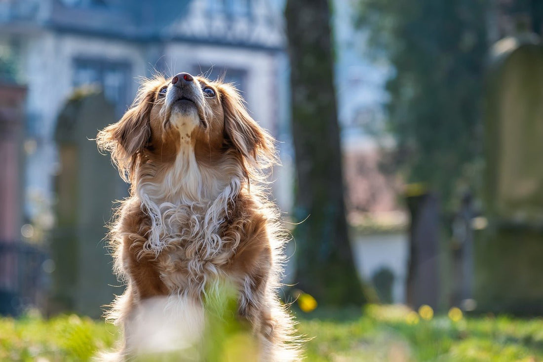 Finding the Perfect Dog Breed: A Comprehensive Guide - PawFurEver