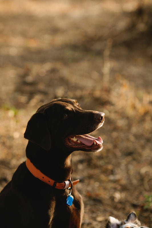 How Dog Tags Can Actually Benefit Dogs - PawFurEver