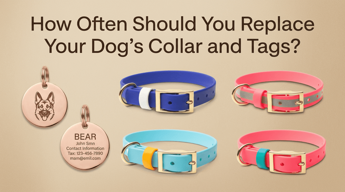 How Often Should You Replace Your Dog's Collar and Tags? - PawFurEver