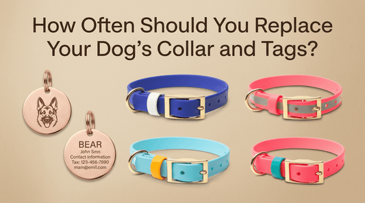 How Often Should You Replace Your Dog's Collar and Tags? - PawFurEver
