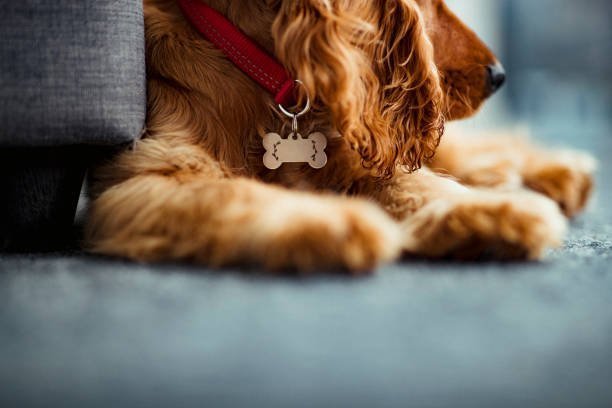 Laser Engraved Dog Tags: How Engraving Methods Compare - PawFurEver