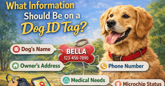Pet ID Tags: Why Every Dog Needs One (Even If Chipped) - PawFurEver