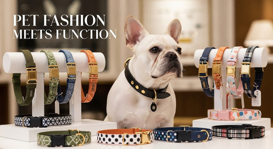 Pet Fashion Meets Function: Why Stylish Collars Are More Than Just Accessories