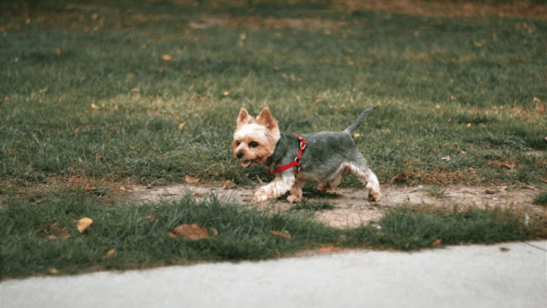 Protect Your Furry Friend: The Life-Saving Benefits of Quality Engraved Dog Tags - PawFurEver