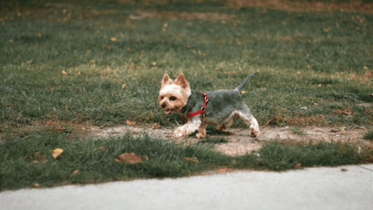 Protect Your Furry Friend: The Life-Saving Benefits of Quality Engraved Dog Tags - PawFurEver