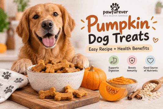 Pumpkin Dog Treats Recipe: Easy, Healthy & Vet-Safe - PawFurEver