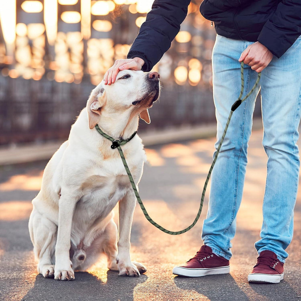 The Best Slip Lead for Dogs: Choosing the Right Option for Your Pet - PawFurEver