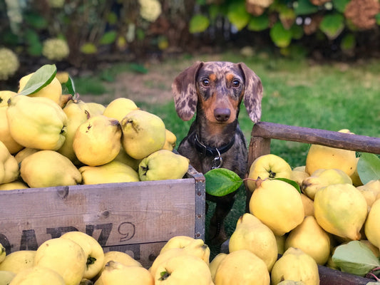 The Best Summer Fruits for Your Beloved Dog: A Comprehensive Guide - PawFurEver