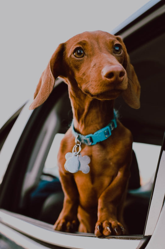 The Importance of Personalized Dog ID Tags for Safety and Peace of Mind - PawFurEver