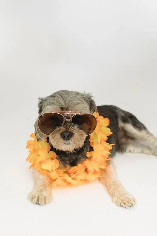 The Latest Trends in Custom Pet Accessories: What's Hot for Your Canine Companion - PawFurEver