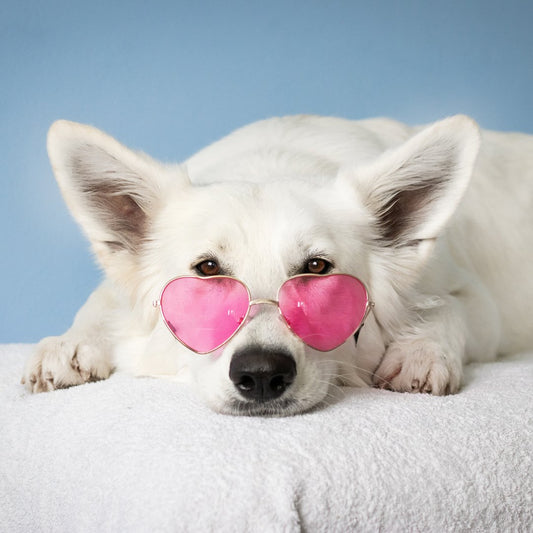 The Strike and the Stars: Famous SAG Actors and Their Pets - PawFurEver
