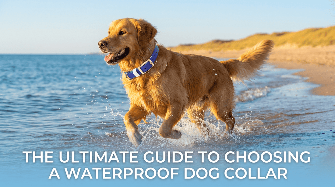 The Ultimate Guide to Choosing a Waterproof Dog Collar - PawFurEver