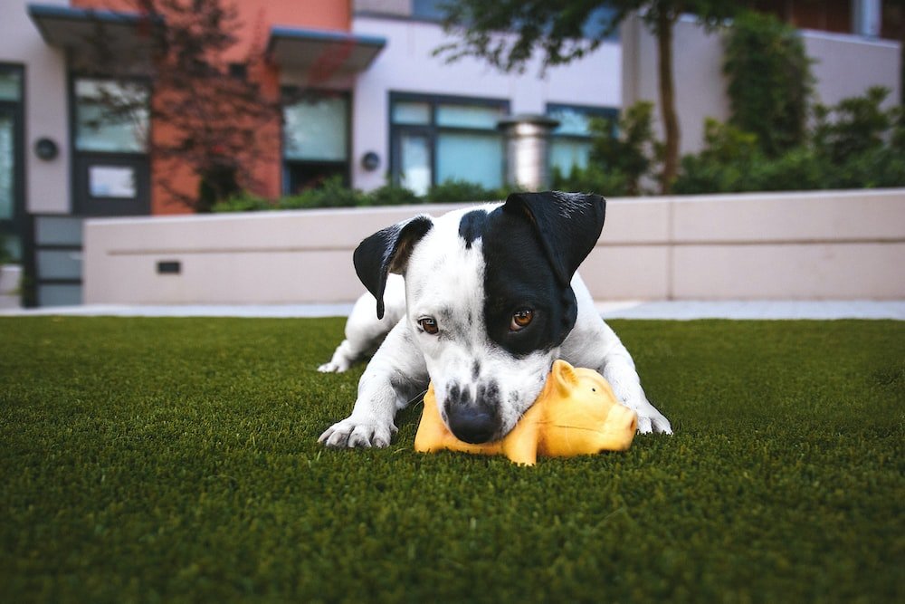 Unique store dog toys