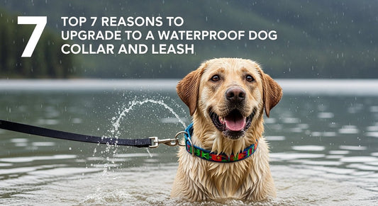 Top 7 Reasons to Upgrade to a Waterproof Dog Collar and Leash - PawFurEver