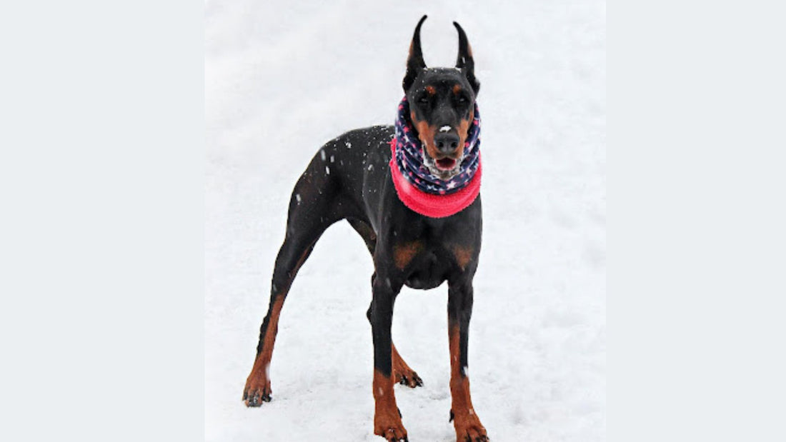 Waterproof Dog Collars: A Comprehensive Guide for Pet Owners - PawFurEver