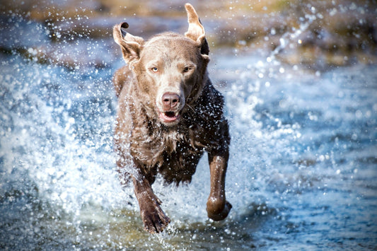 Waterproof Dog Collars: The Perfect Companion for Outdoor Adventures - PawFurEver