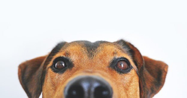 Why Dog Licenses Are Important: 7 Reasons That Matter - PawFurEver