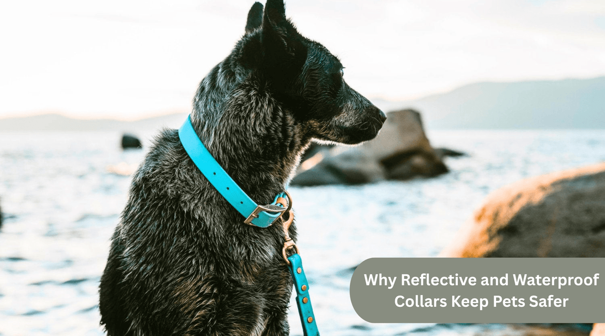 Why Reflective and Waterproof Collars Keep Pets Safer - PawFurEver