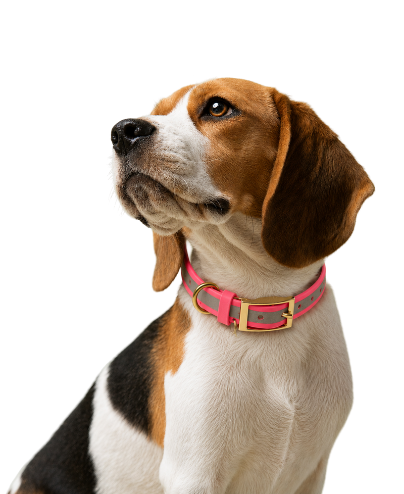 Pet accessories