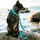 Collars - Waterproof Blue & Orange Dog Collars - Stylish and Smell Free (Blue, Orange)