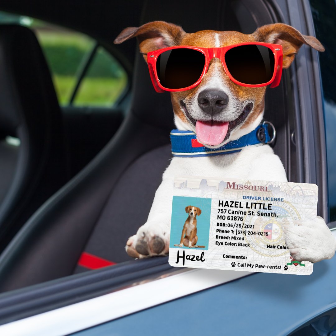 License Tag - Dog License Tag Florida